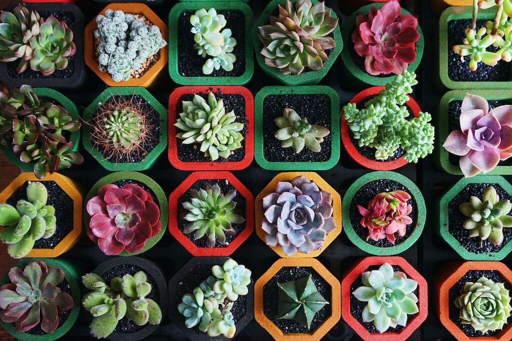 6 Benefits Of Succulents In Home