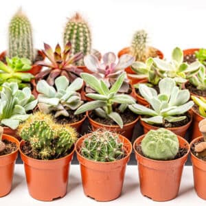 Best place to buy Succulents online India