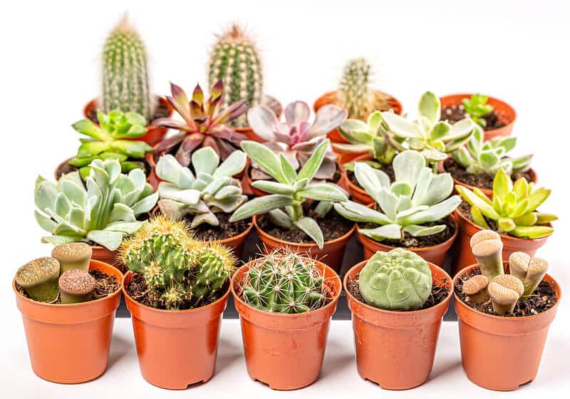 Best place to buy Succulents online India