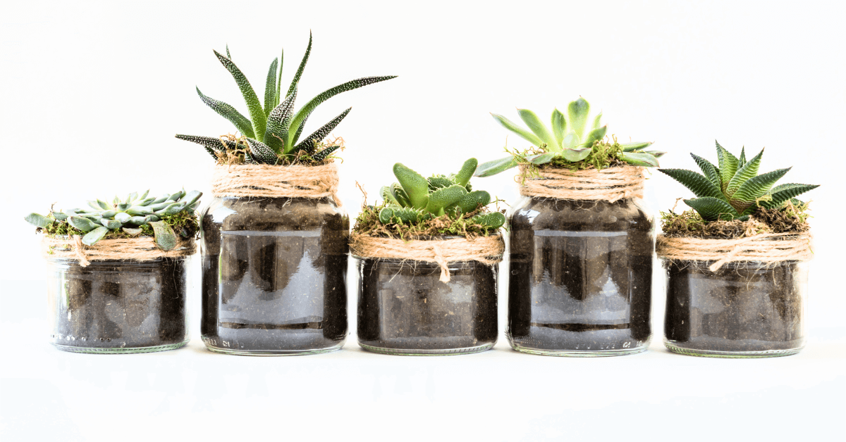 How to care Succulents