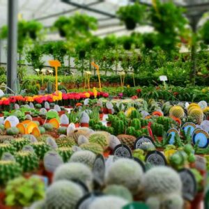 Succulent Plants Wholesale India - Best Quality Succulents
