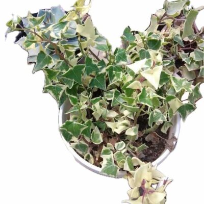 English Ivy Variegated (Hanging Plant) - Big
