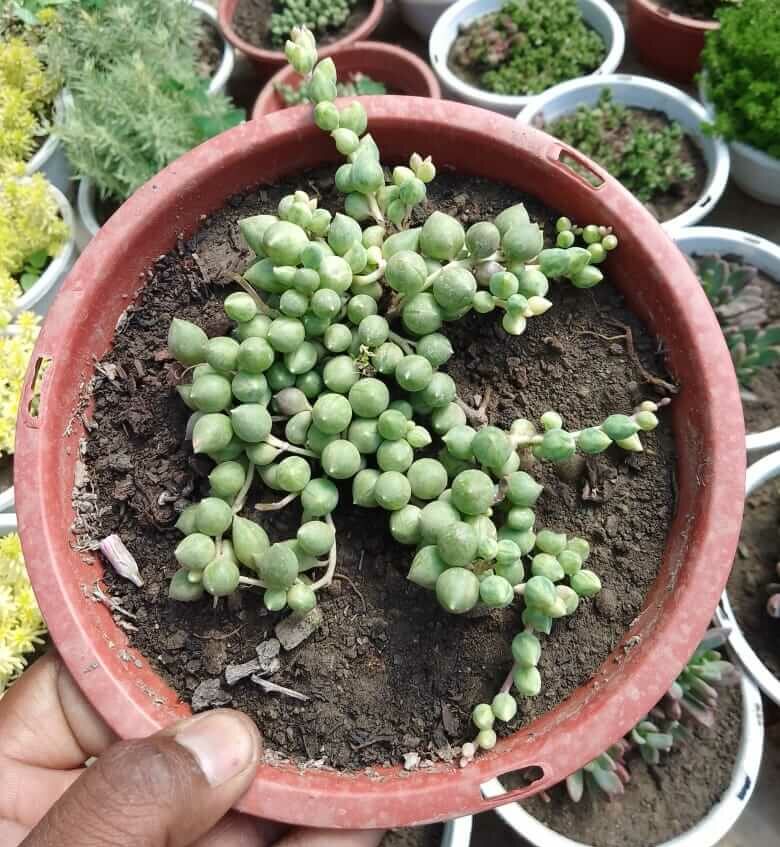 String of Pearls (Hanging Plant)