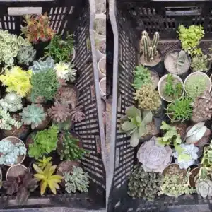 50 Plants Combo with Free Shipping