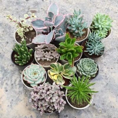 13 Plants Combo with Free Shipping
