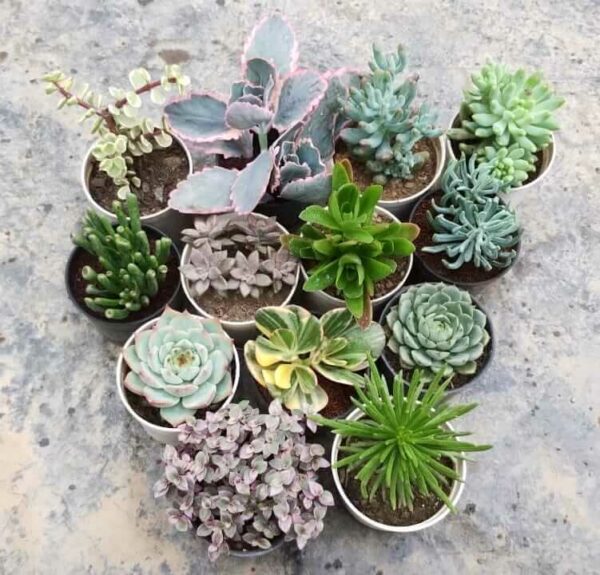 13 Plants Combo with Free Shipping