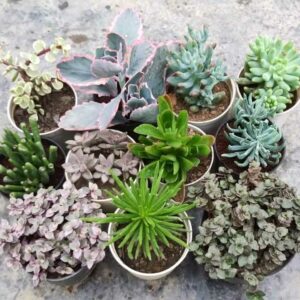 11 Plants Combo with Free Shipping