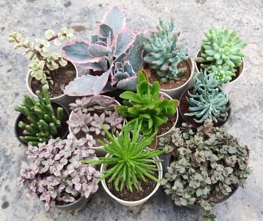 11 Plants Combo with Free Shipping