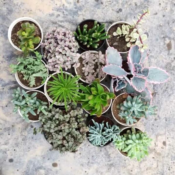 14 Plants Combo with Free Shipping