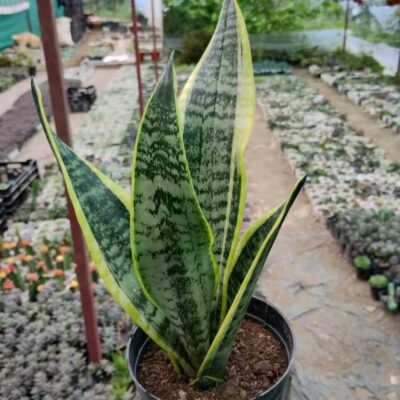 Snake Plant Sansevieria Trifasciata