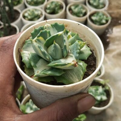 Agave Potatorum Variegata Succulent Plant