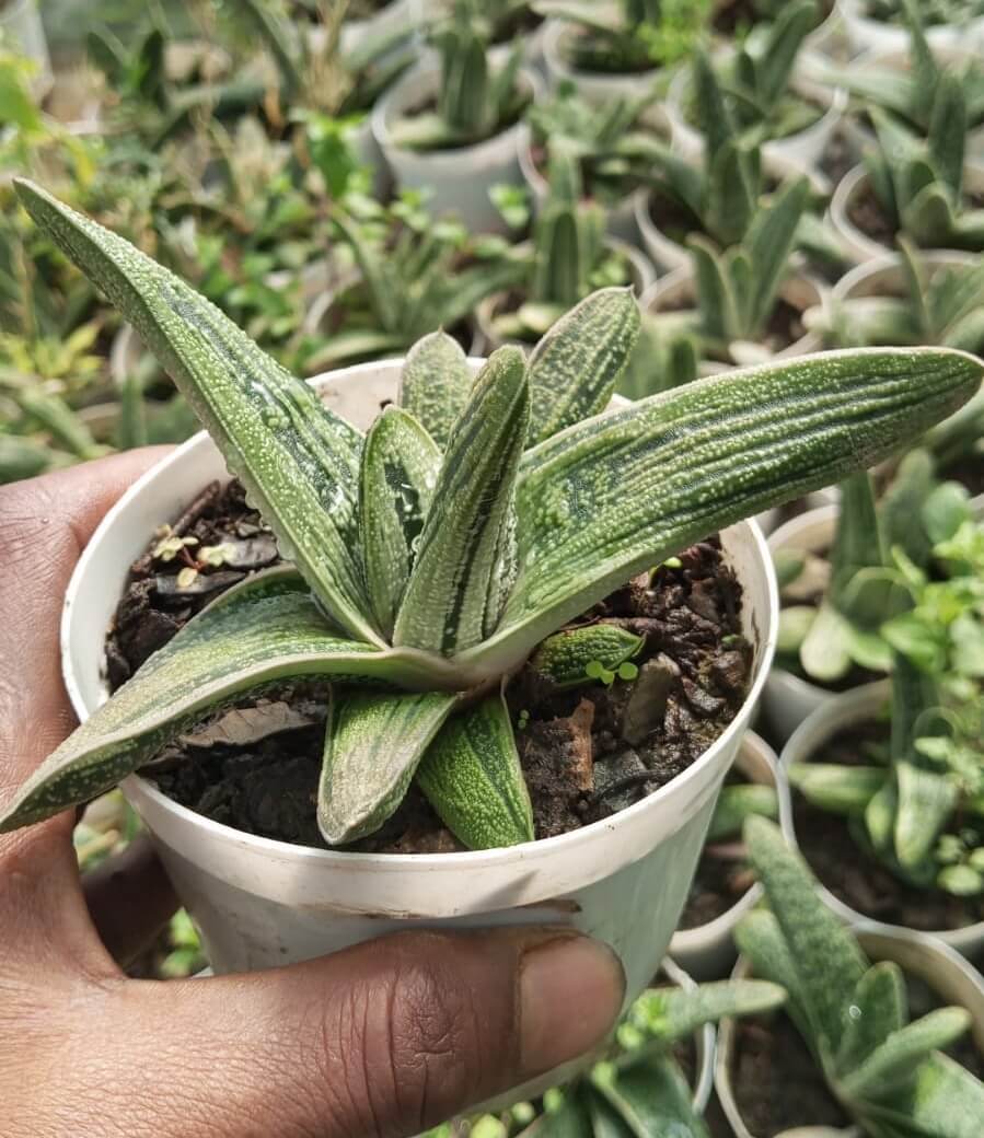 Gasteria ‘Little Warty’ Succulent Plant