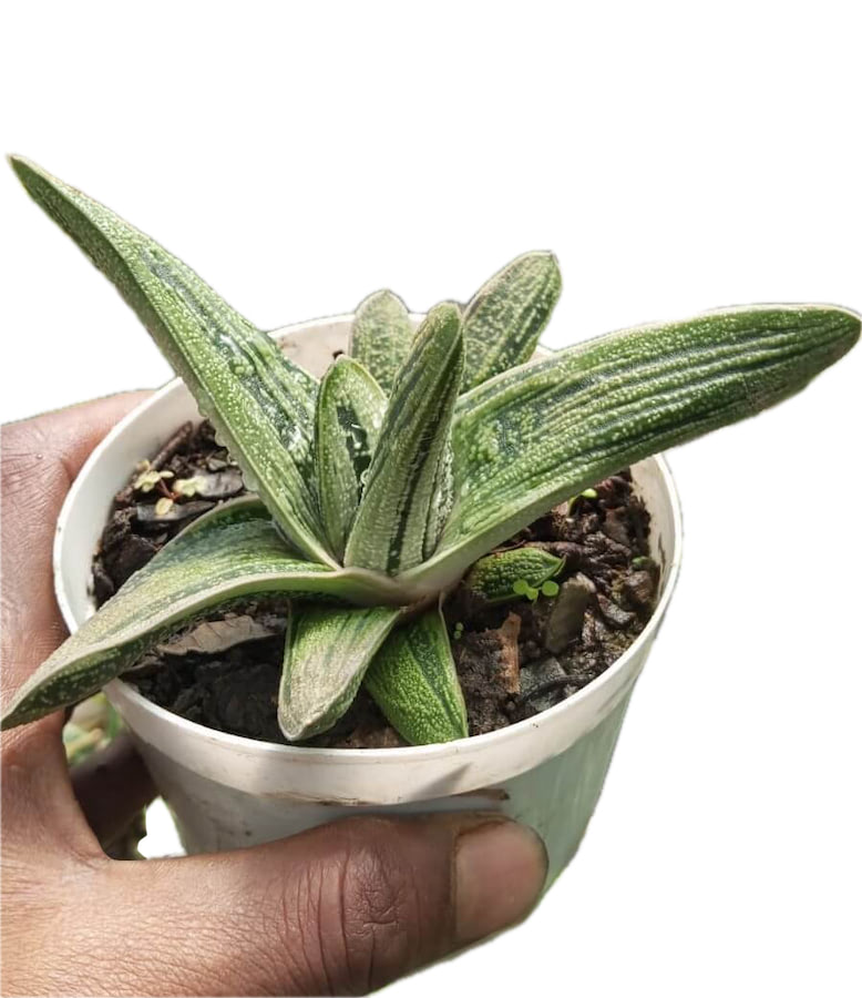 Gasteria ‘Little Warty’ Succulent Plant