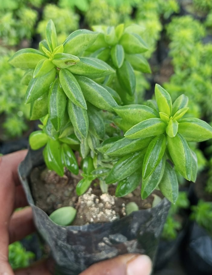 Peperomia Axillaris "Taco Plant" Succulent
