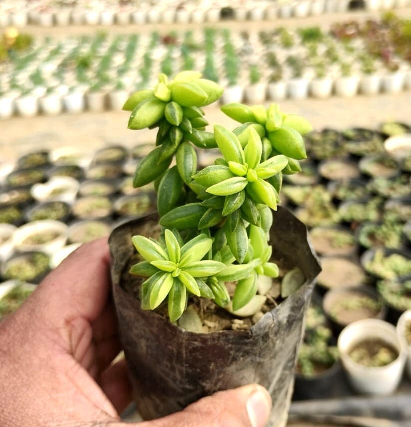 Peperomia Axillaris “Taco Plant” Succulent