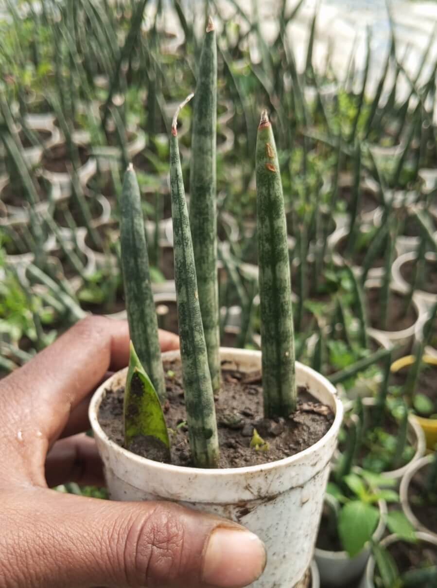 Sansevieria Cylindrica Snake Plant African Spear Plant