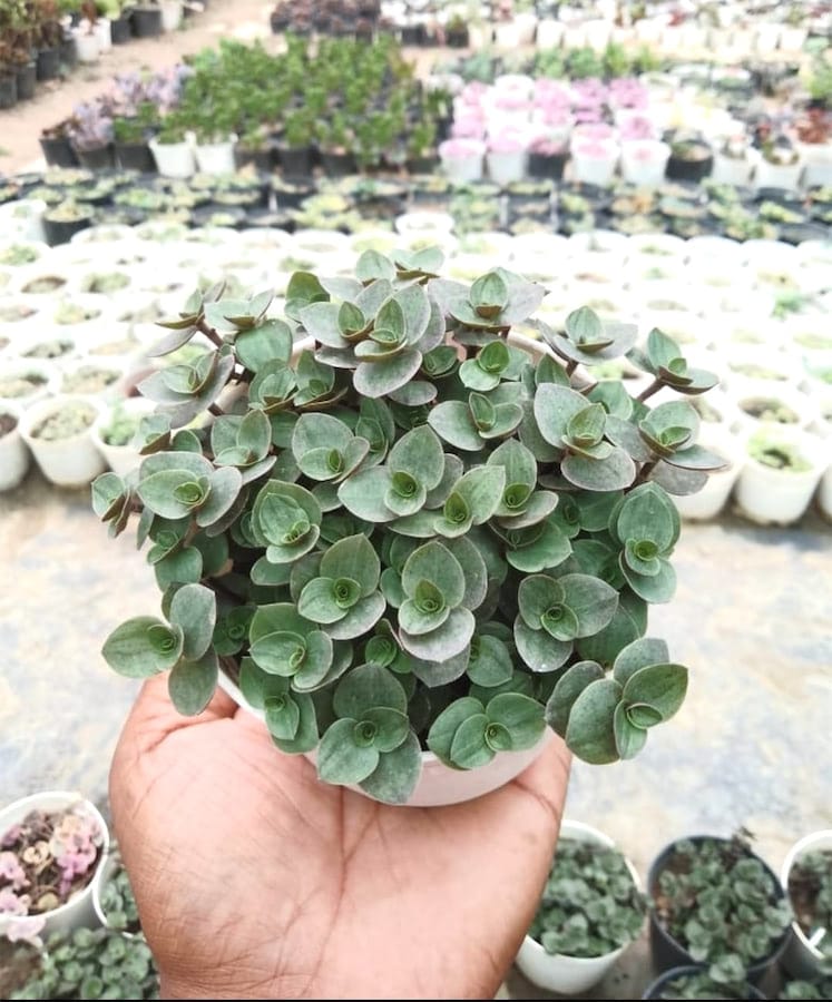 Gachwala Bolivian Jew Succulent Plant