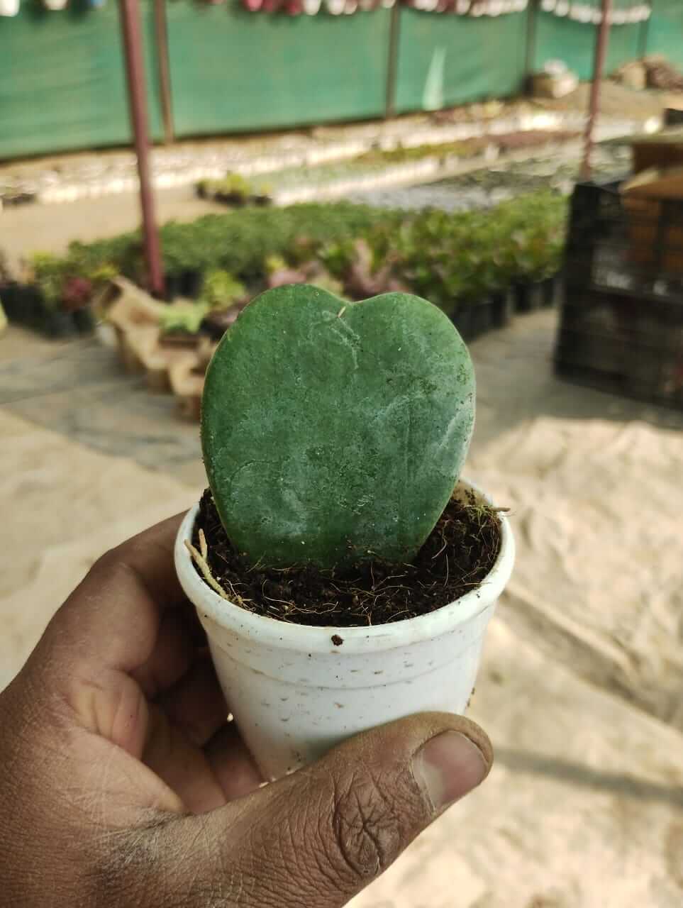 Heart Hoya, Hoya Kerrii Plant