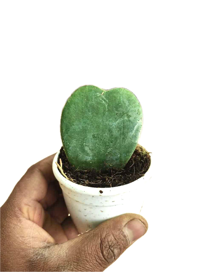 Heart Hoya, Hoya Kerrii Plant