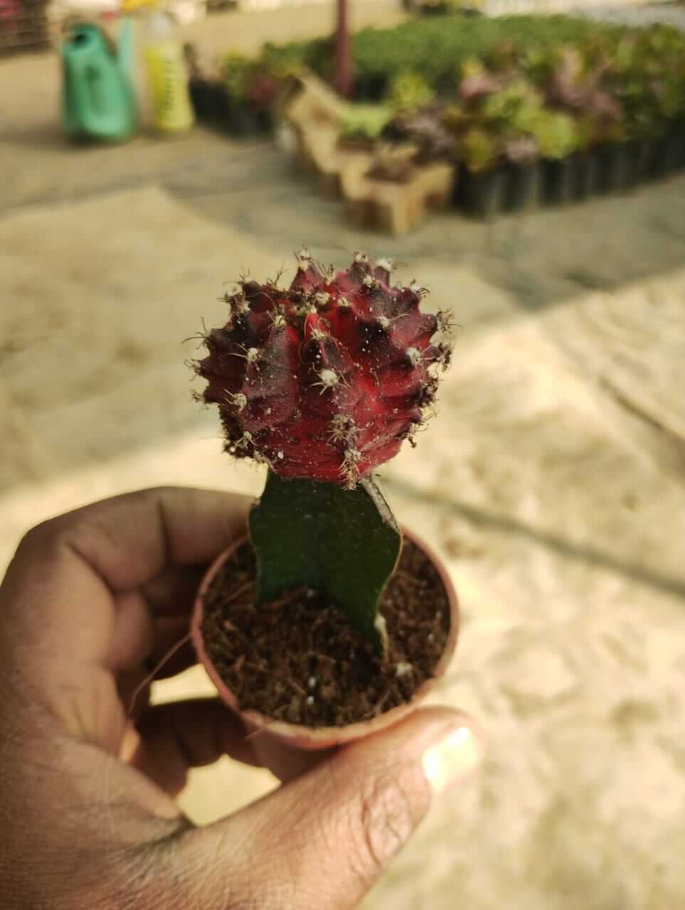 Ruby Red Moon Cactus Plant