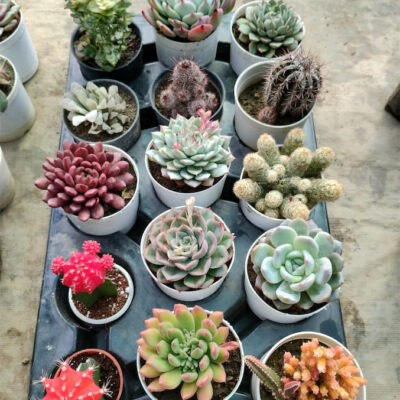 15 Plants Combo with Free Shipping (Succulent & Cactus)