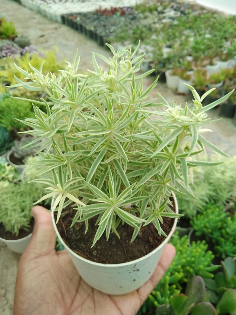 Sedum Lineare Succulent Plant (Needle Stonecrop or Carpet Sedum)