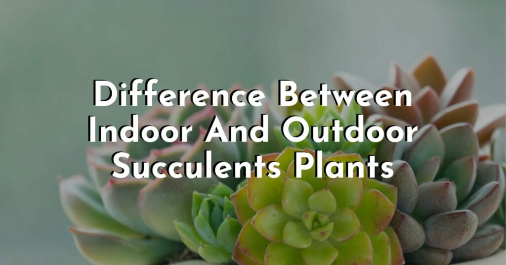 Difference Between Indoor And Outdoor Succulents Plants