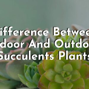 Difference Between Indoor And Outdoor Succulents Plants