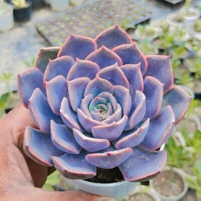 Echeveria Laulensis Succulent Plant