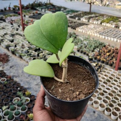 Heart Hoya, Hoya Kerrii Plant (Big)