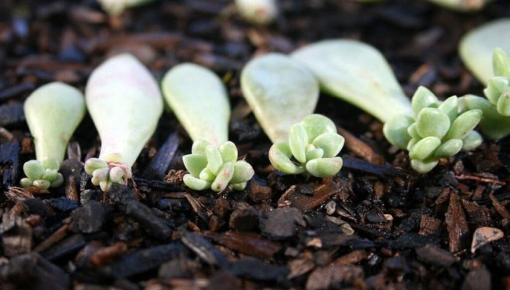 How To Grow Succulent Plants From Leaves ? Step-by-Step Guide