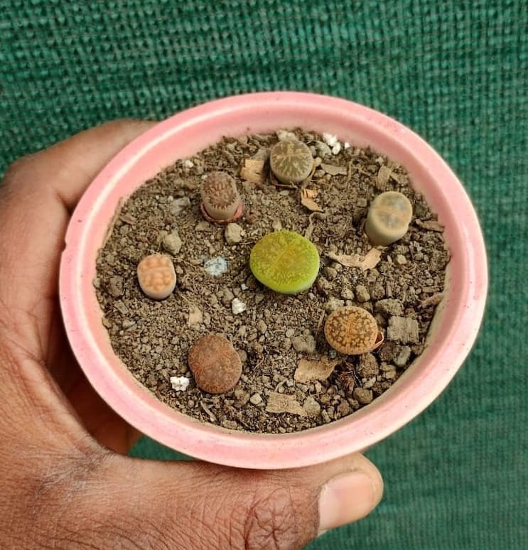 Lithops Plant Bunch