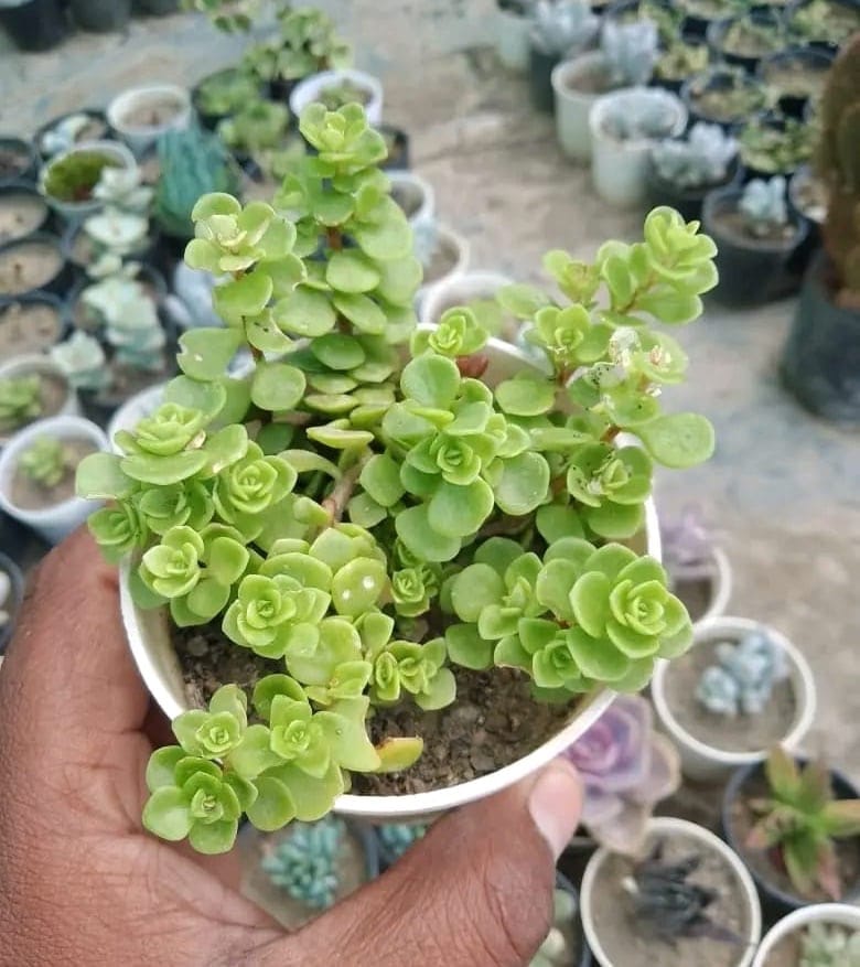 Sedum Makinoi Succulent Plant