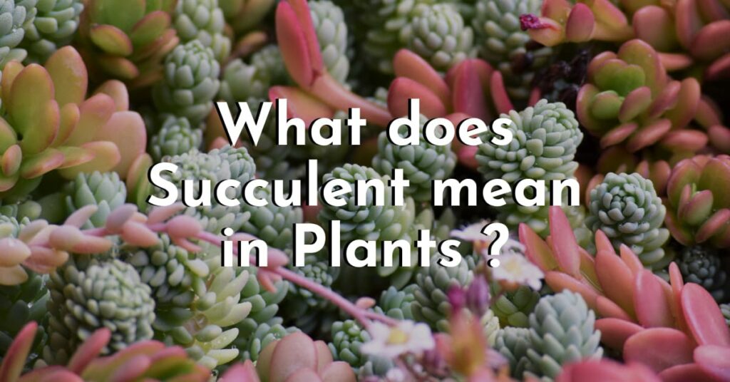 What does Succulent mean in Plants ?