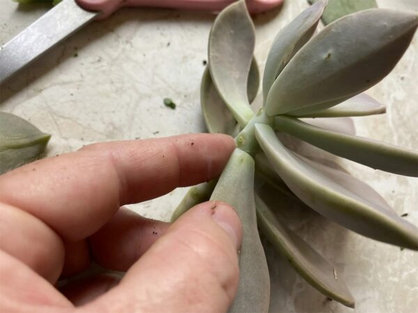 propagating succulent plants from leaves