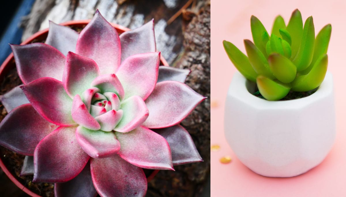 10 Succulent Plants Perfect for Indoor Summer Spaces
