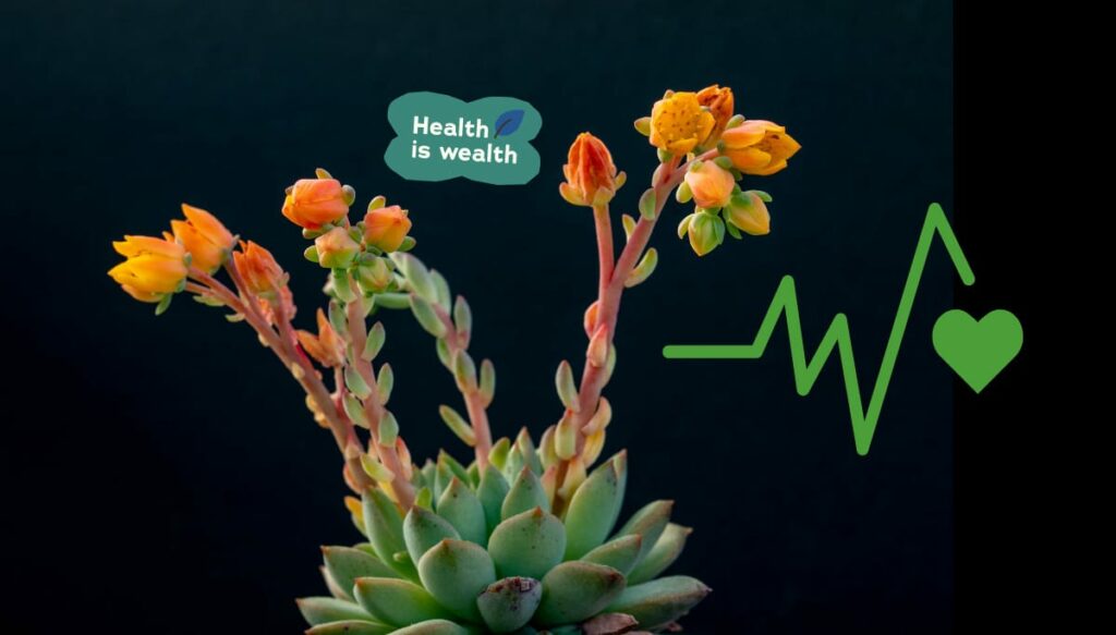 8 Health Benefits of Succulents and Cactus