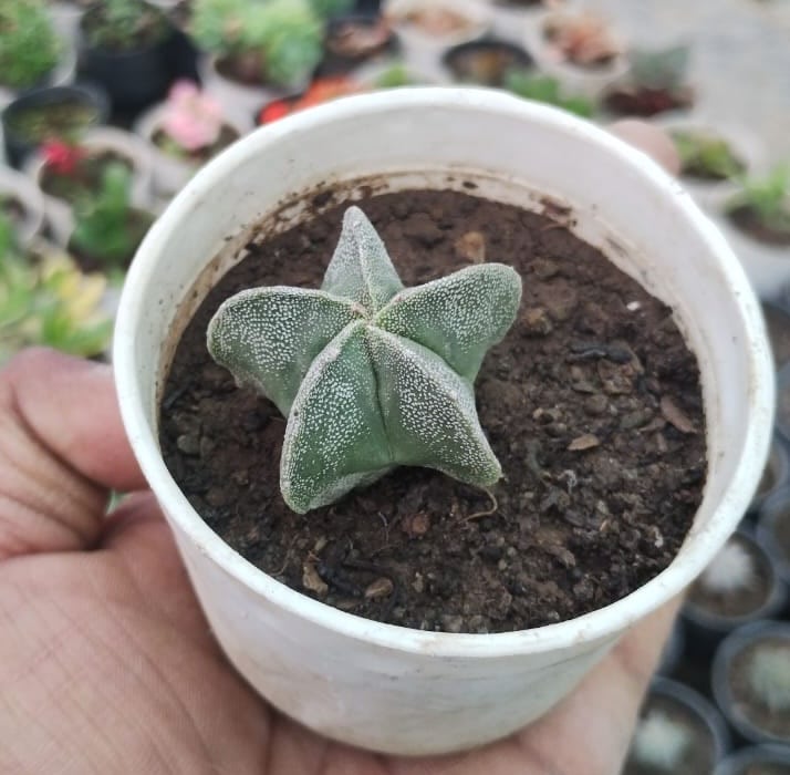 Astrophytum | Bishop Cap cactus