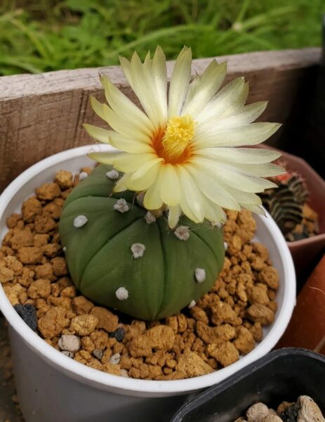 Astrophytum Cactus flower