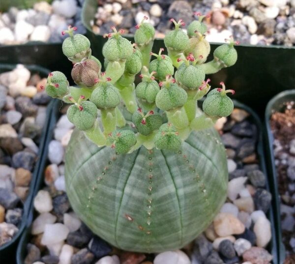 Euphorbia Obesa flower