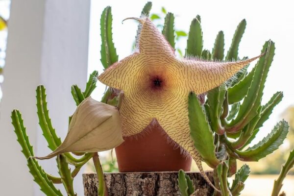 Stapelia Cactus flower