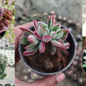 Succulent and Cactus Most Common Problems (And How to Fix!)