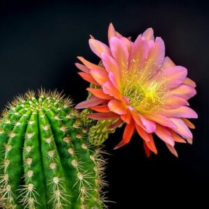 Top 10 Succulents and Cacti with the Most Unique Flowers