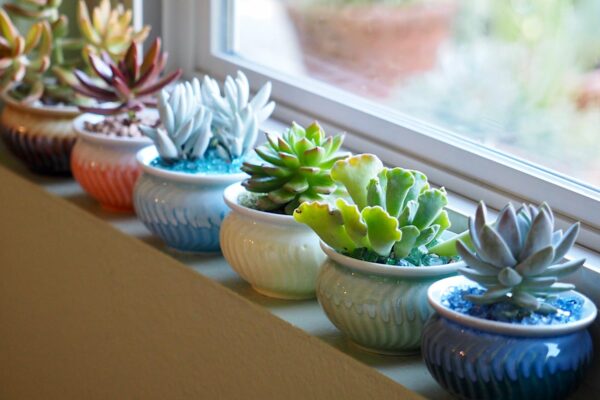 The Spiritual Side of Succulents and Cacti