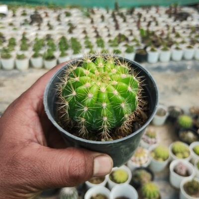 Echinopsis oxygona cactus plant