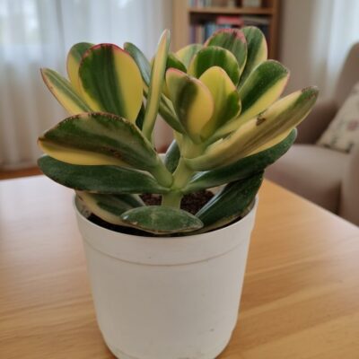 Jade Plant Variegated (Crassula Ovata Variegated)