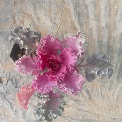 Pink Ornamental Kale (Pink Flowering Kale) Plant