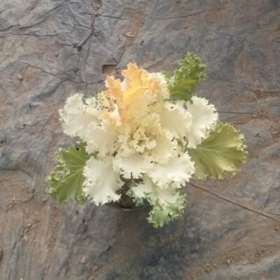 White Ornamental Kale (White Flowering Kale) Plant