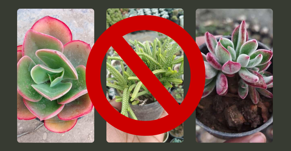 4 Summer Mistakes That Could Kill Your Succulents (How to Fix Them)