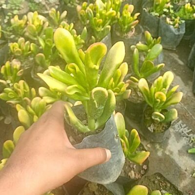 Crassula Ovata "Hobbit Jade" Succulent Plant